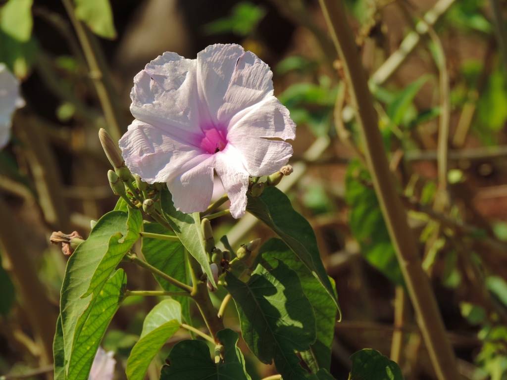 Ipomoea carnea